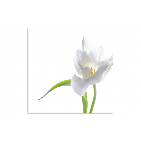 Obraz na plátně - Tulipán - čtverec